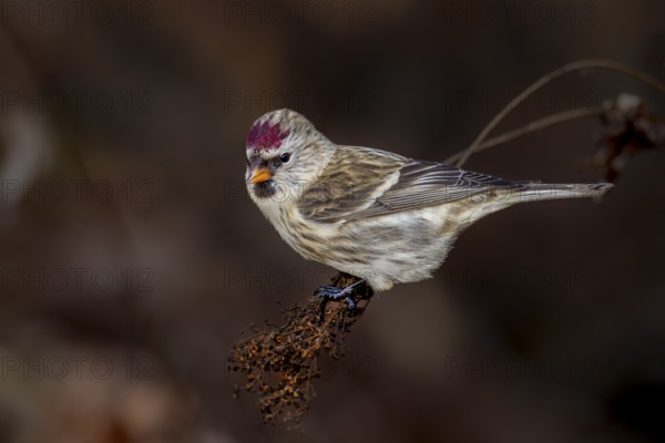 Redpoll (Carduelis flammea) female in Sweden, Sweden