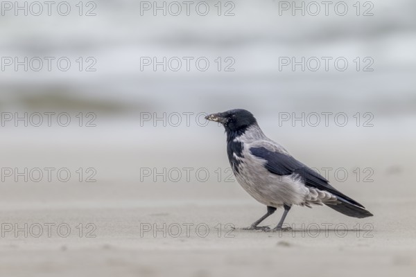 Hooded Crow (Corvus cornix) on the Danish North Sea coast, foraging, beach, Denmark