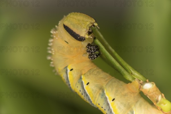 Caterpillar of the death's-head hawkmoth (Acherontia atropos) in the L4 stage feeding on a privet leaf, Switzerland