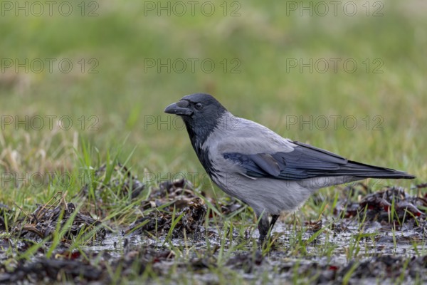 A Hooded Crow (Corvus cornix) in search of food, Denmark