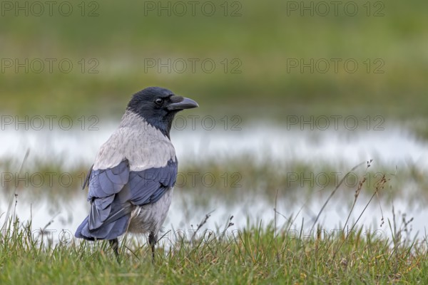 Flooded meadows offer the Hooded Crow (Corvus cornix) a wide range of food, Denmark
