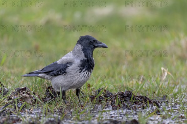 Hooded crows (Corvus cornix) are not very choosy with regard to the food spectrum, Denmark