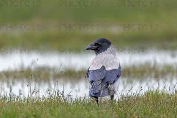 Hooded crows (Corvus cornix) are very shy and difficult to photograph, in areas heavily frequented by tourists they often lose their fear of humans, Denmark