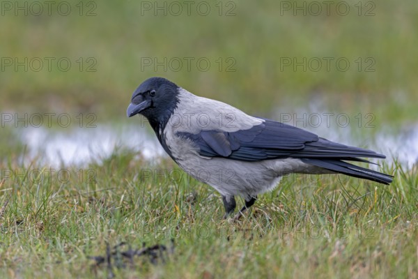 Not the slightest movement escapes the attentive gaze of the Hooded Crow (Corvus cornix) in search of food, Denmark