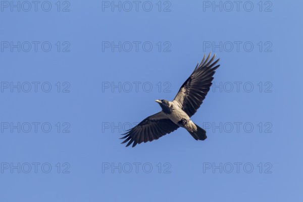 Hooded Crow (Corvus cornix) in flight, flight photo, Germany