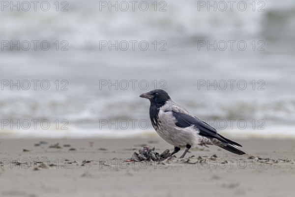 Hooded Crow (Corvus cornix) eats the remains of a dead bird, carrion, carcasses, Denmark