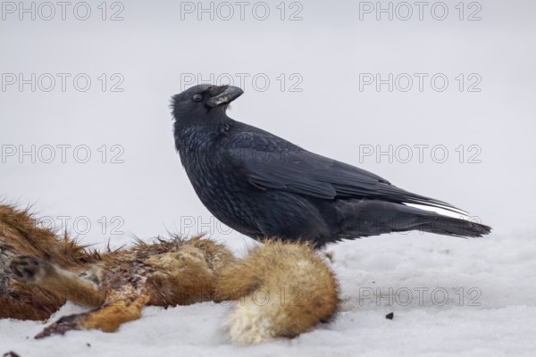 Corvus corone on a dead red fox, winter, snow, carrion, carcass, Germany