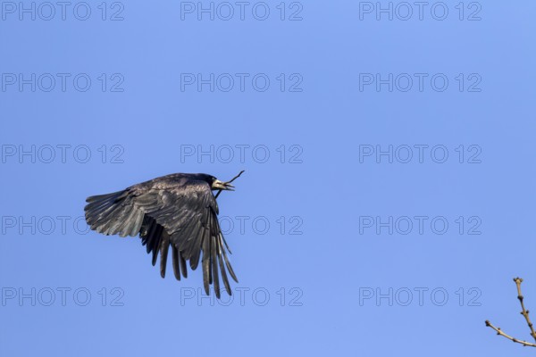 Rook (Corvus frugilegus) with nesting material in its beak, nesting material, breeding colony, flight photo, Germany