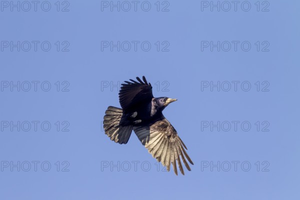 Rook (Corvus frugilegus) approaching the nest, breeding colony, flight photo, Germany
