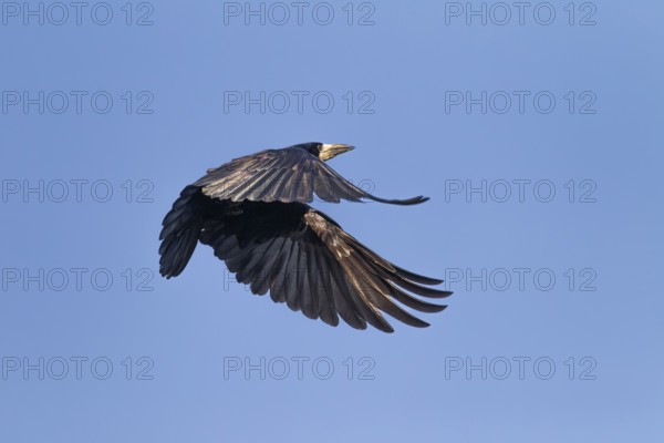 Rooks (Corvus frugilegus) also bring nest material to the nest during breeding, breeding colony, flight photo, Germany