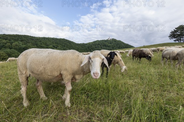 Swabian Jura, landscape with sheep under Teck Castle, Hohenbohl near Owen in Germany