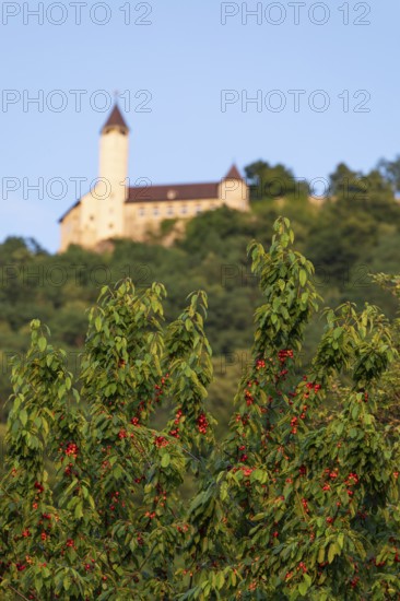 Cherry trees bloom below Teck Castle in summer, Owen, district. Esslingen, Germany