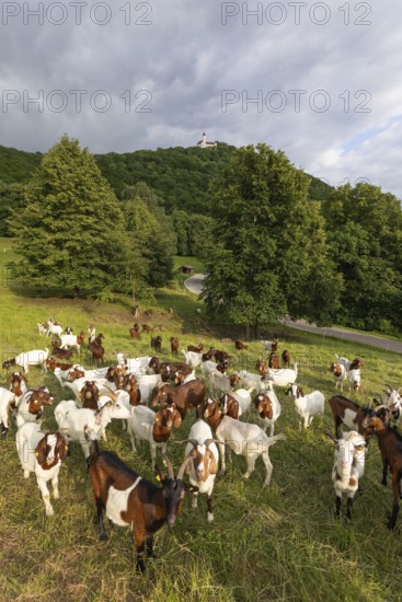 Swabian Jura, landscape with goats under Teck Castle, Hohenbohl near Owen in Germany