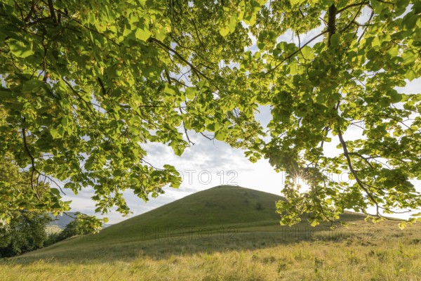 Summer blossom of a lime tree at Hohenbohl, Owen, Germany. Sun star shines through the lime tree