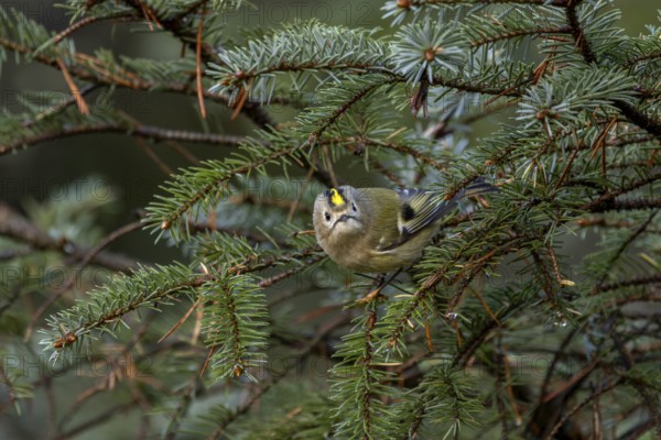 The goldcrest (Regulus regulus) is difficult to spot among the dense branches of the conifers, foraging, Denmark