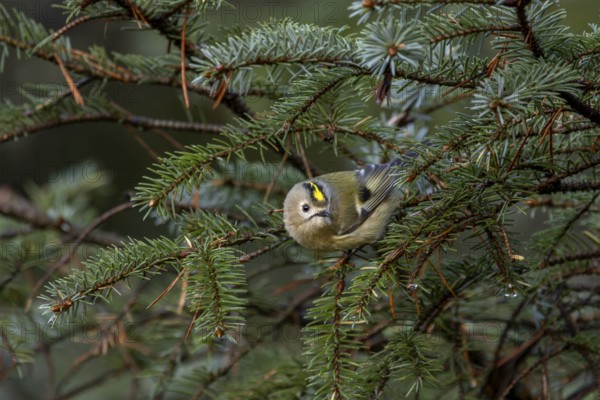 The goldcrest (Regulus regulus) forages among the dense branches of spruce and other conifers, Denmark
