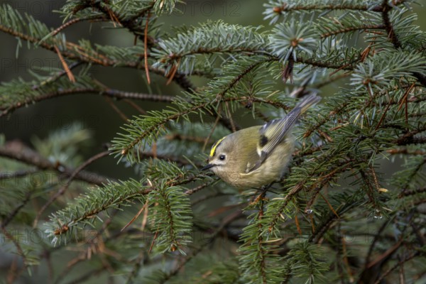 Goldcrests (Regulus regulus) need good stands of conifers to survive, foraging, Denmark