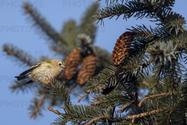 Goldcrests (Regulus regulus) are constantly on the move, foraging incessantly among the branches of conifers, Denmark