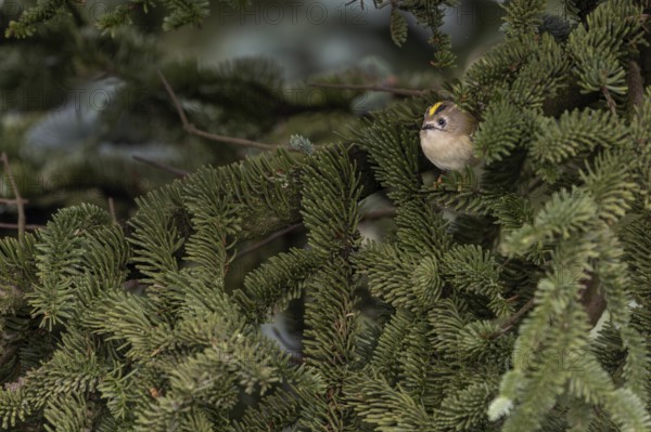 Typical for goldcrests (Regulus regulus) are the light yellow, or light orange feet, thoughtful, Denmark