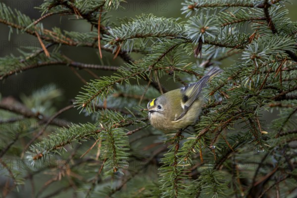 Typical of goldcrests (Regulus regulus) is the searching look in front of they fly to their next destination, foraging, Denmark