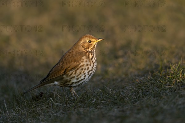 A song thrush (Turdus philomelos) enjoys the last rays of the evening sun, foraging, Germany