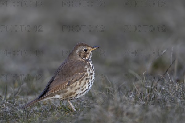 This song thrush (Turdus philomelos) has already returned from its wintering grounds in mid-March, foraging, Germany