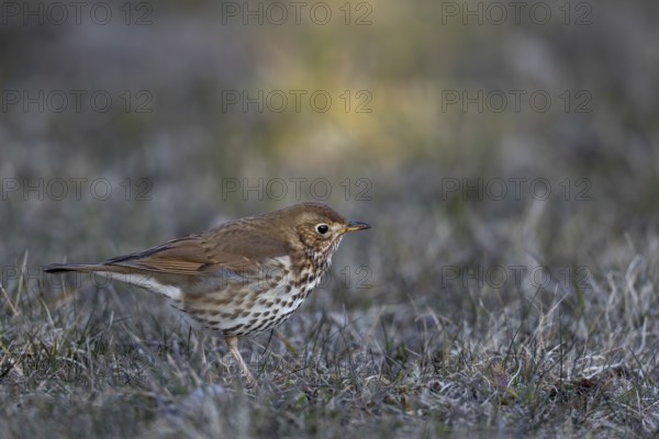 The song thrush (Turdus philomelos) shows the typical slightly tilted head posture while foraging on the ground, posture, Germany