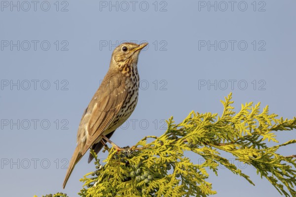 Song thrush (Turdus philomelos) Males use exposed places such as tree tops as singing perches, Germany