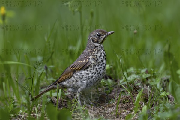In a small forest meadow, the song thrush (Turdus philomelos), which fledged a few days ago, searches for food, young bird, Slovakia