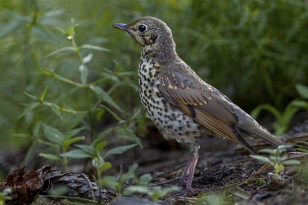 A song thrush (Turdus philomelos) that fledged a few days ago searches for food on the forest floor, young bird, Slovakia