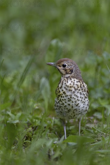 The song thrush (Turdus philomelos), which fledged a few days ago, now has to search for food without parental help, young bird, Slovakia