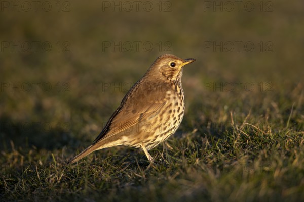 Song thrush (Turdus philomelos) in the evening light, foraging, Germany