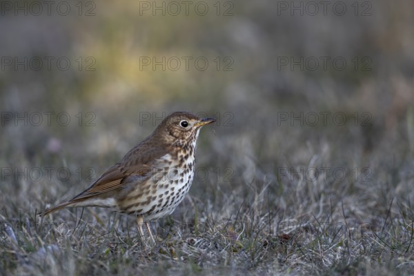 The song thrush (Turdus philomelos) searches for food in a meadow in the evening, foraging, Germany