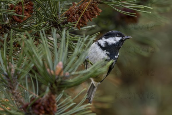 A pine tit (Periparus ater) is foraging with several other songbird species in a pine forest, Denmark