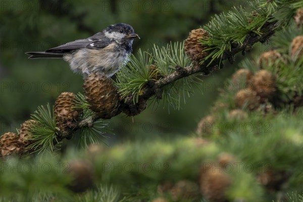 A fir tit (Periparus ater) that fledged a few days ago foraging in a larch tree, young bird, juvenile plumage, Denmark