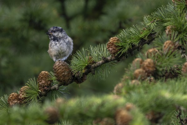 The pine tit (Periparus ater), which fledged a few days ago, must be vigilant, as young birds are often preyed upon by sparrowhawks, young bird, juvenile plumage, Denmark