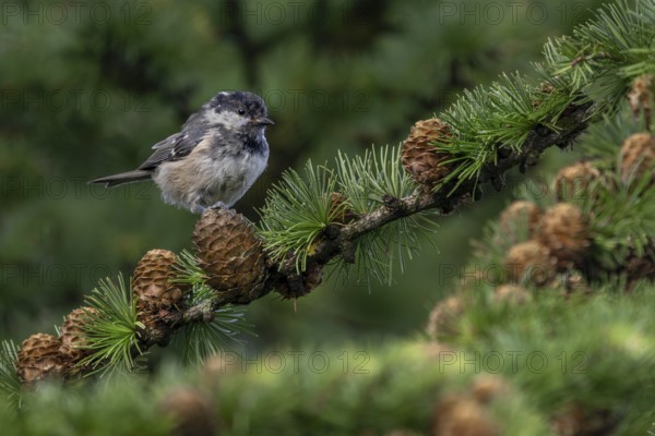 In a few weeks' time, the juvenile pine tit (Periparus ater) will be indistinguishable from the adult birds, young bird, juvenile plumage, Denmark