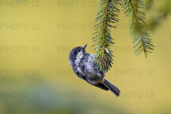 A fledged juvenile of the European Long-tailed Tit (Periparus ater) with a colour anomaly on the head, the actually white cheek patch is yellow in this animal, juvenile plumage, Denmark