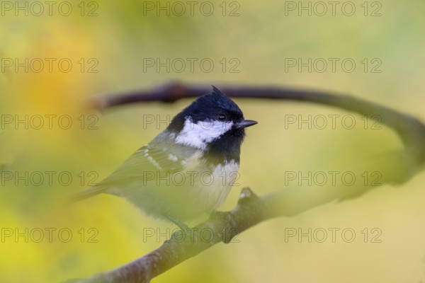 Fir tit (Periparus ater) in the Swedish FulufjÃ¤llet National Park, autumn colours, Sweden