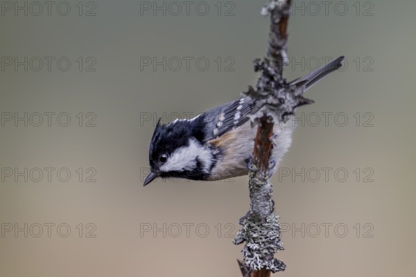 Fir tits (Periparus ater) are small, lively acrobats, Sweden