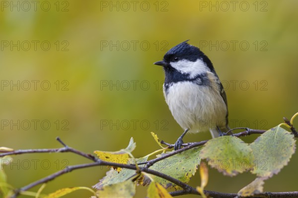 Fir tit (Periparus ater) in an autumnal setting, autumn colours, Sweden