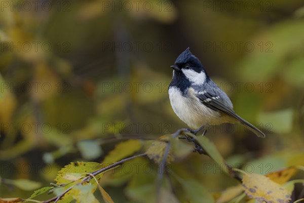 Fir tit (Periparus ater) in Sweden, Autumn colours, Sweden