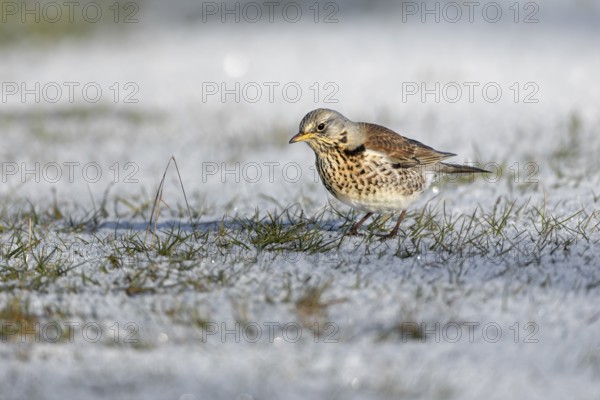 When a juniper thrush (Turdus pilaris) looks down at the ground with its head bent forwards and tilted slightly to one side, it often has a prey animal in view, winter, snow, foraging, Germany