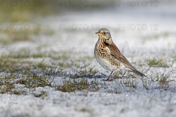 Wood Thrush (Turdus pilaris) in Schleswig-Holstein, winter, snow, foraging, Germany