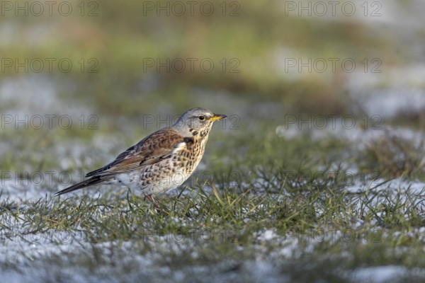 The juniper thrush (Turdus pilaris) likes to search for food on the ground, winter, snow, foraging, Germany
