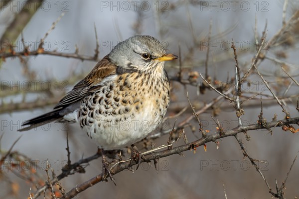 Wood Thrush (Turdus pilaris) on autumn migration, foraging, Germany