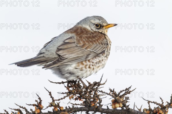 Fieldfare (Turdus pilaris) on autumn migration, perch, Germany