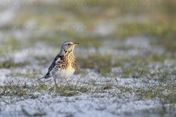 In spite of the snow, a wood thrush (Turdus pilaris) searches for food in a meadow, winter, snow, foraging, Germany