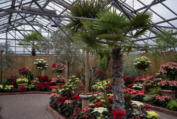 Various blossoms of poinsettia, flower, (Euphorbia pucherrima) Greenhouse, Wilhelma, Zoological-Botanical Garden, Stuttgart, Baden-WÃ¼rttemberg, Germany