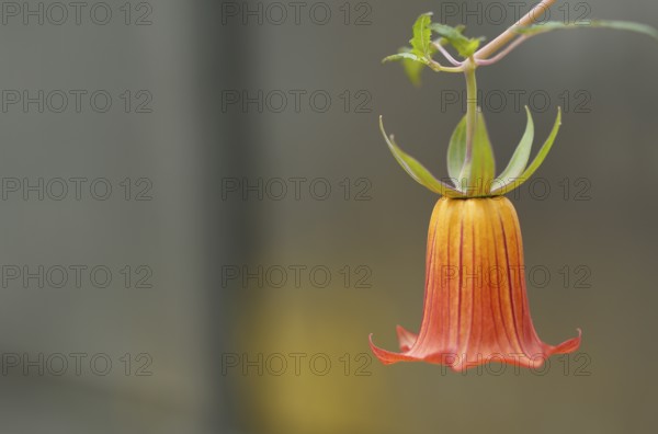 Close-up, Canary bellflower (Canarina canariensis) Greenhouse, Wilhelma, Zoological-Botanical Garden, Stuttgart, Baden-WÃ¼rttemberg, Germany